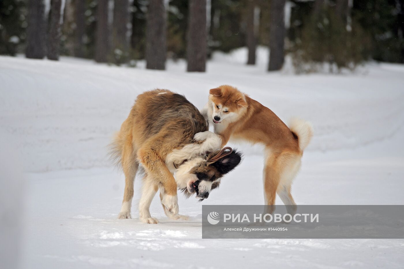 Прогулка В.Путина с собаками в Московской области