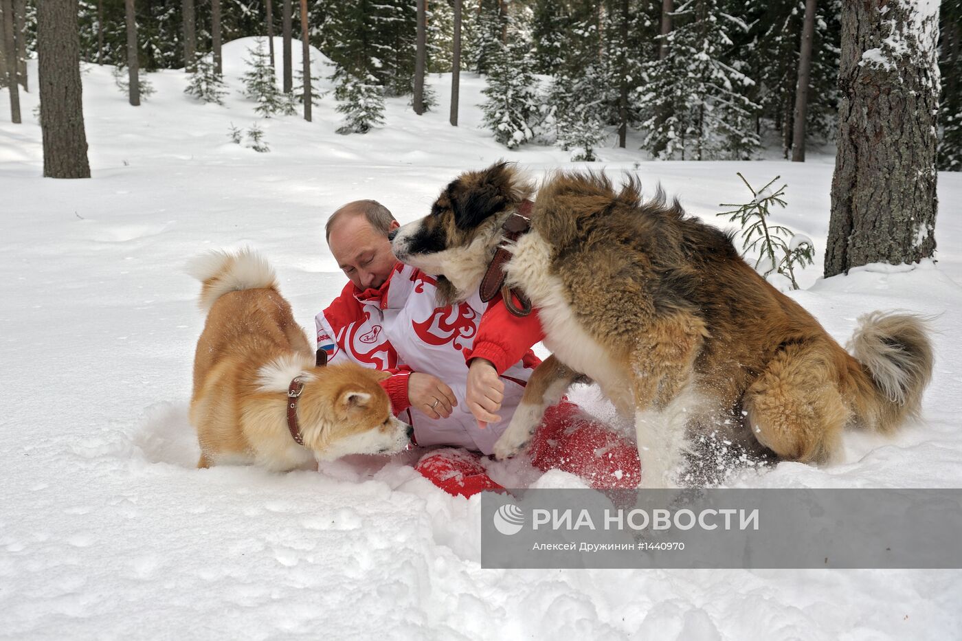 Прогулка В.Путина с собаками в Московской области