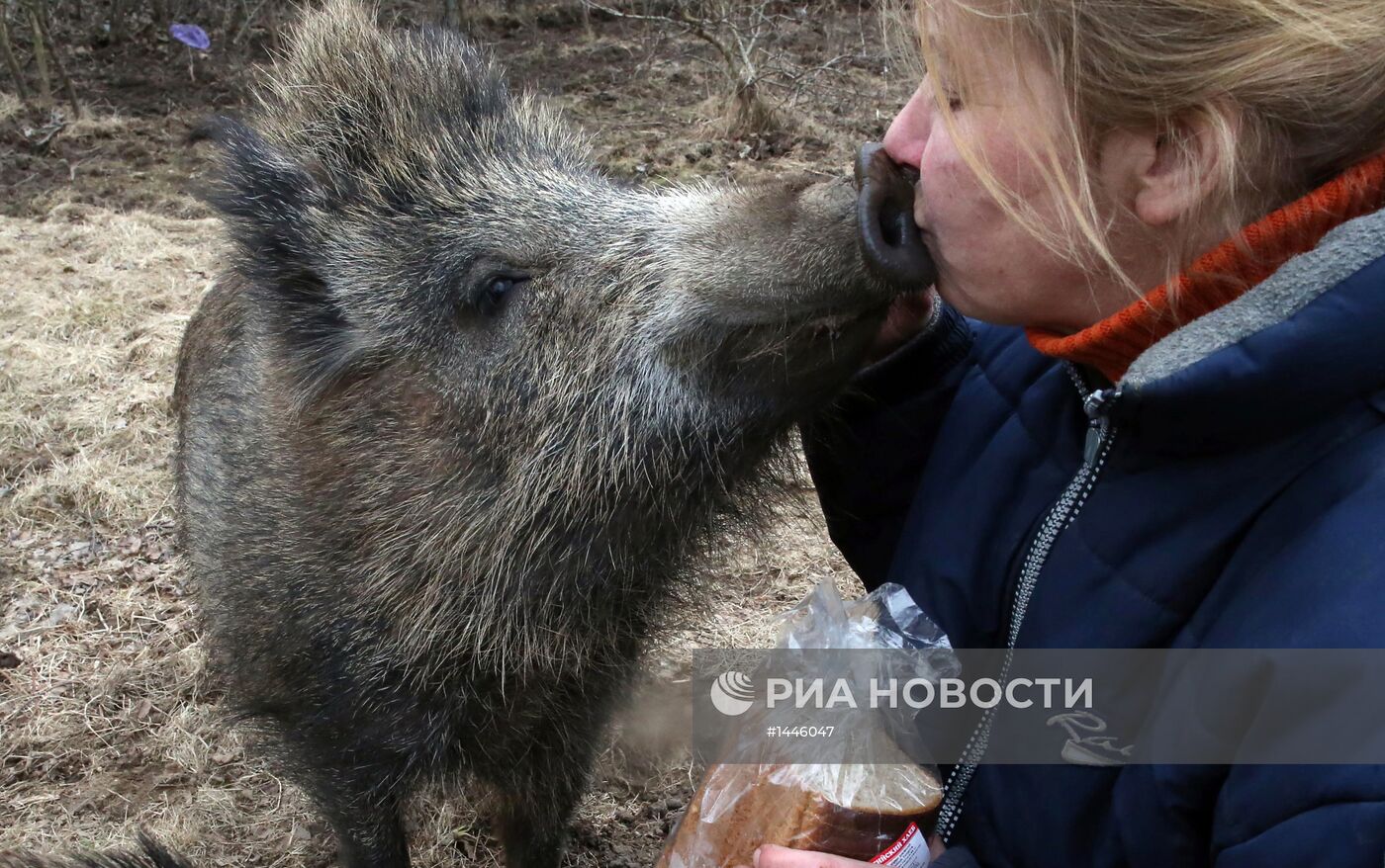 Разведение диких кабанов