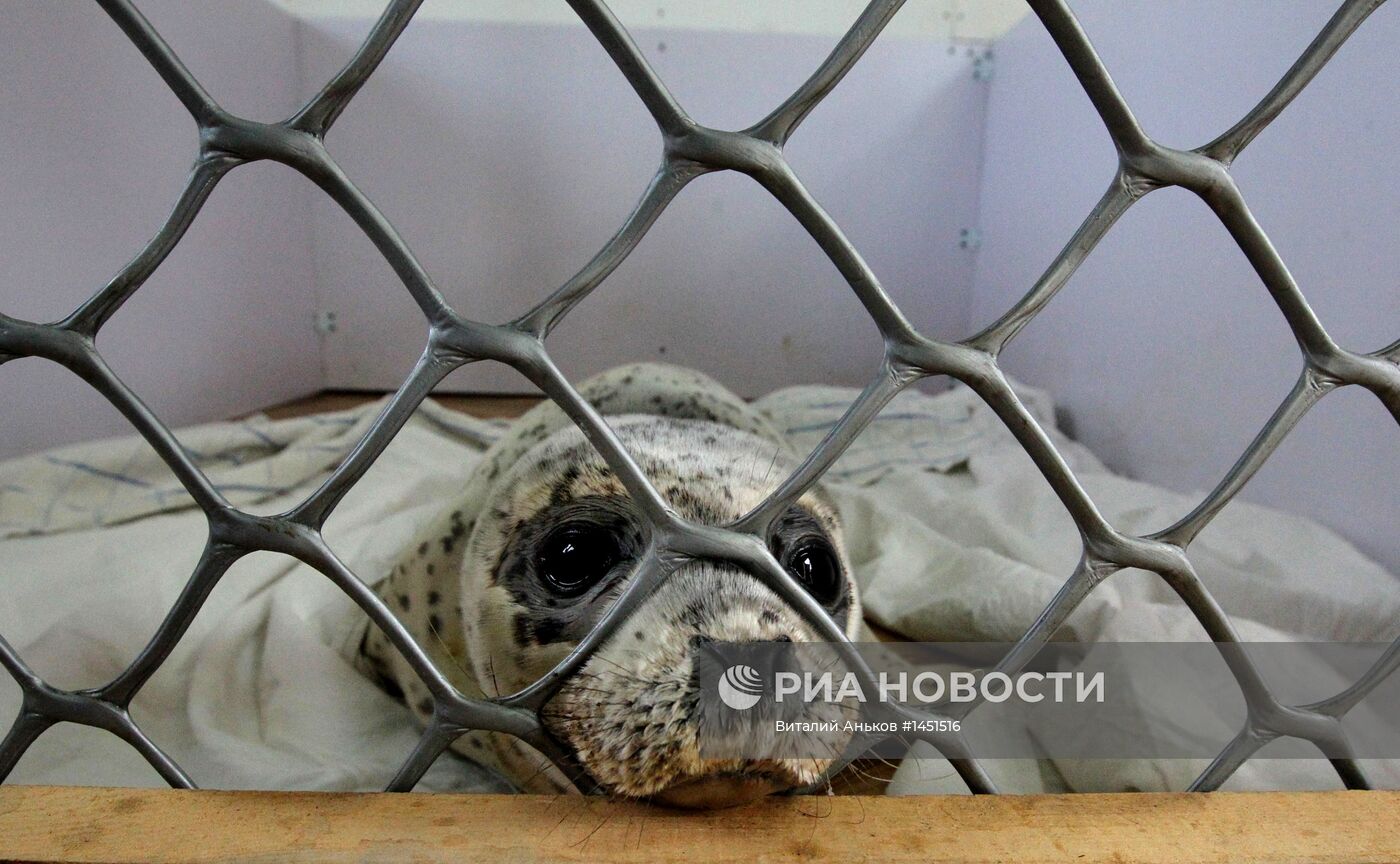 Реабилитационный центр "Тюлень" в Приморском крае