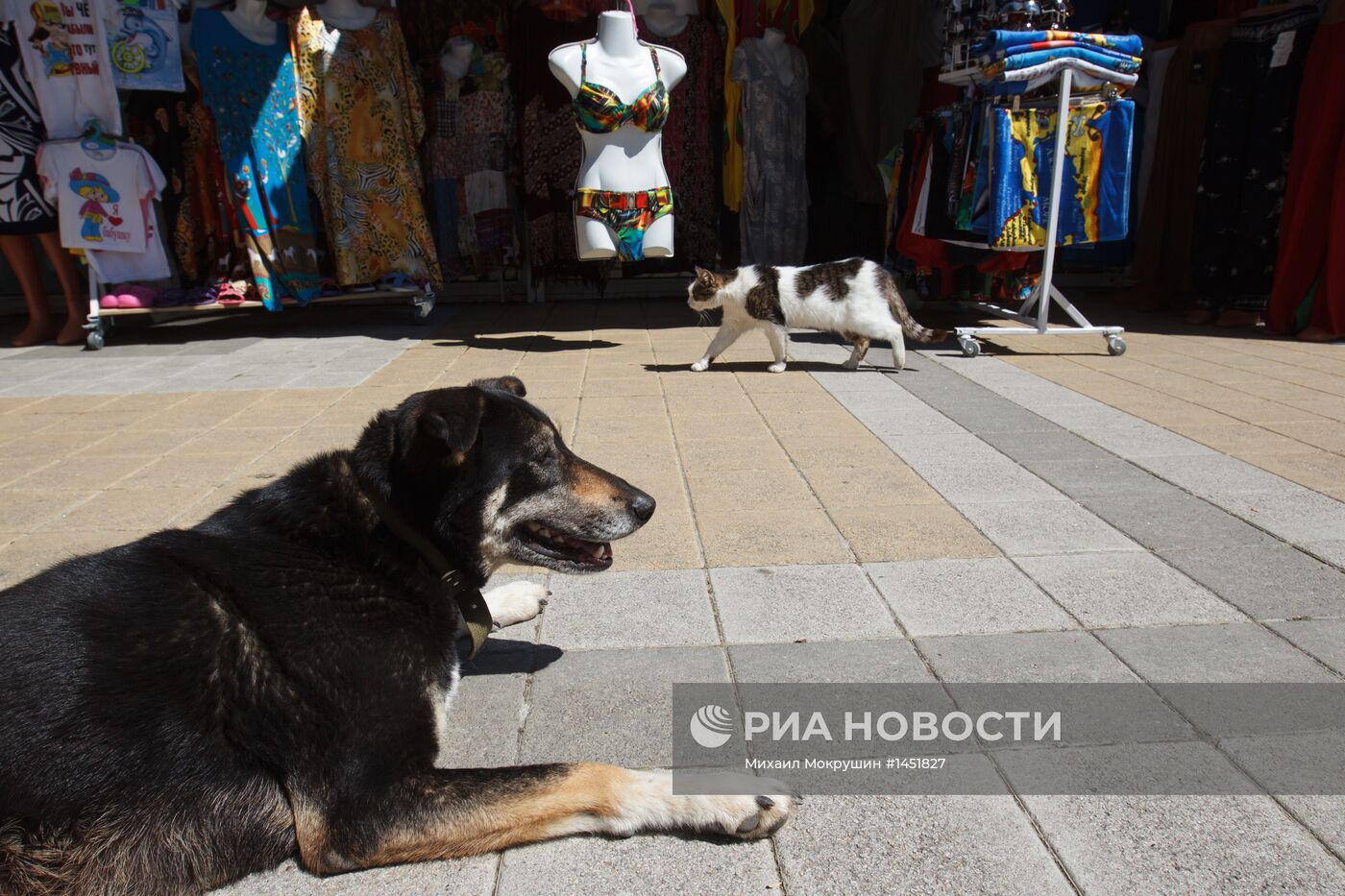 Бездомные животные в Сочи