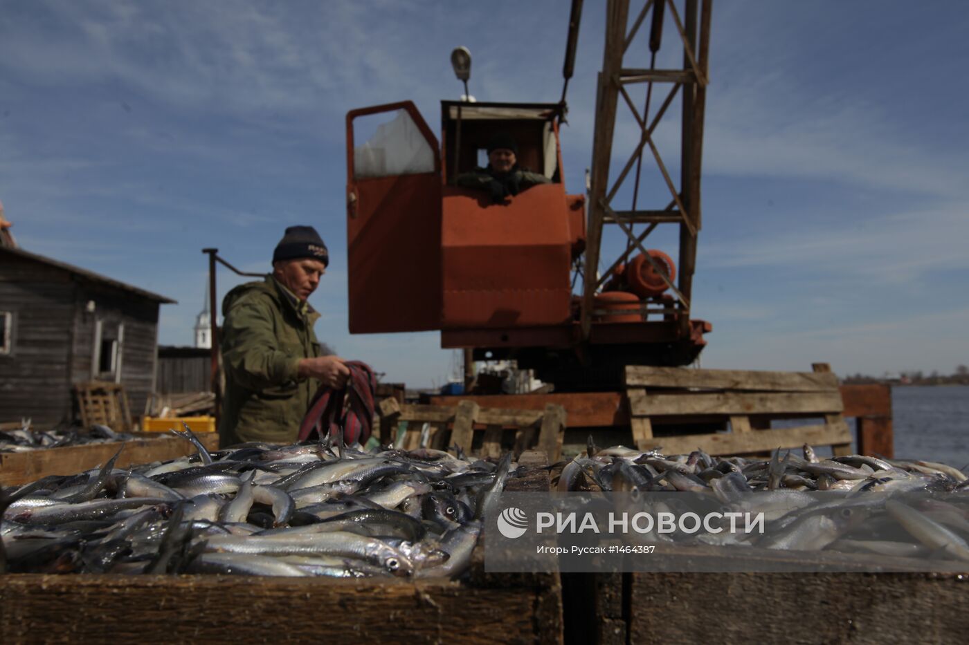 Лов корюшки на реке Волхов в Ленинградской области