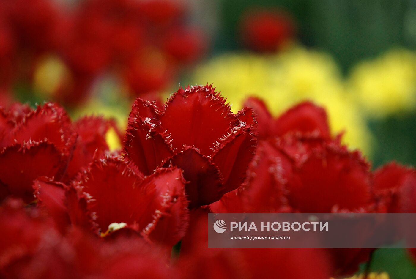 Фестиваль тюльпанов на Елагином острове в Санкт-Петербурге