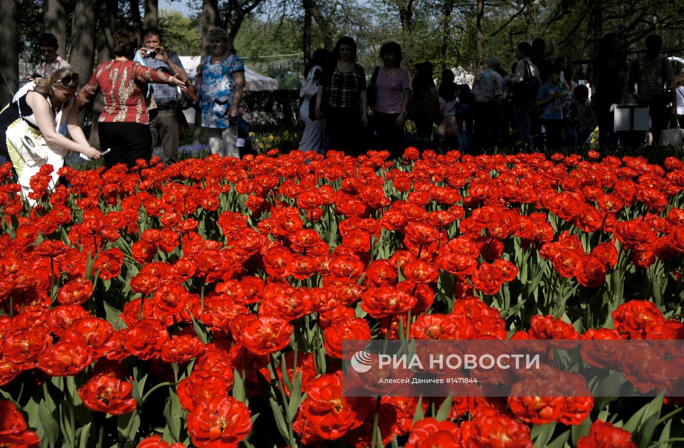 Фестиваль тюльпанов на Елагином острове в Санкт-Петербурге