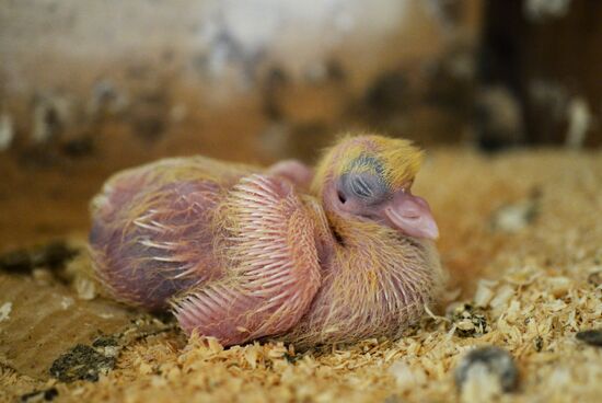 Голубятня в Великом Новгороде