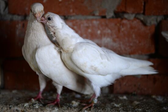 Голубятня в Великом Новгороде