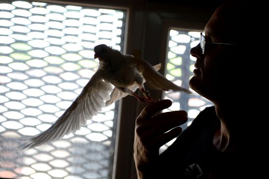 Голубятня в Великом Новгороде
