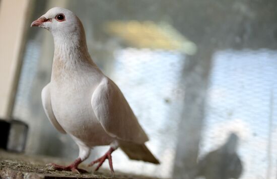 Голубятня в Великом Новгороде