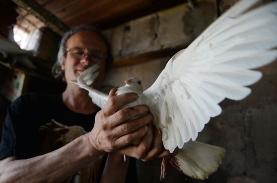 Голубятня в Великом Новгороде