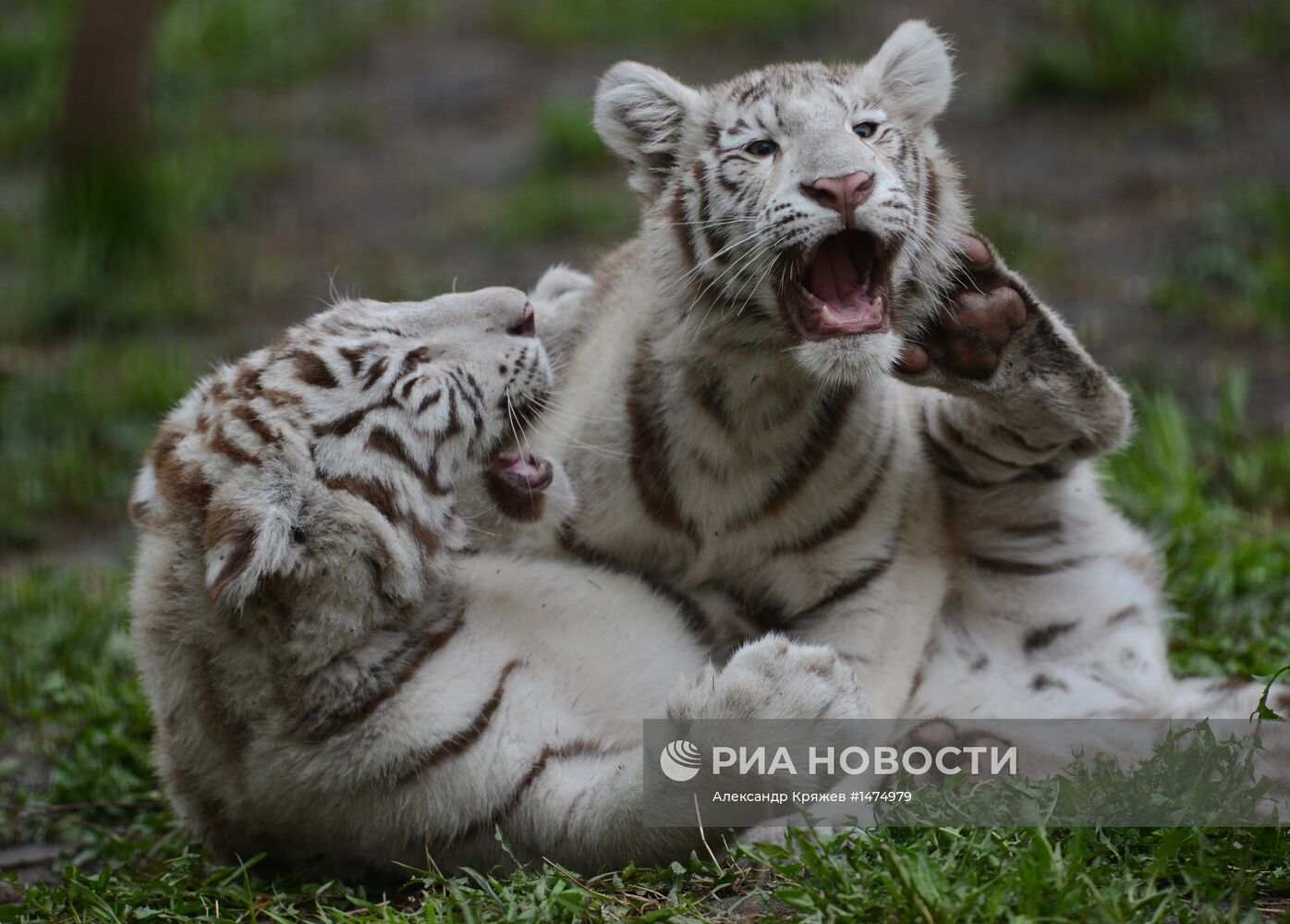 Хищники Новосибирского зоопарка