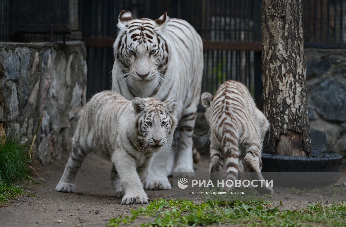 Хищники Новосибирского зоопарка