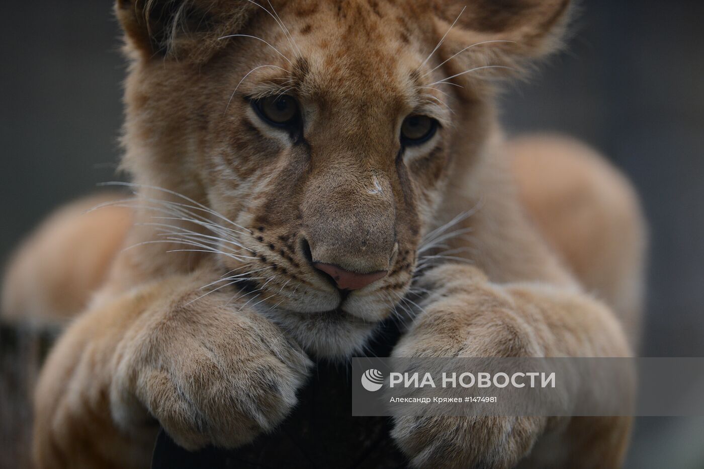 Хищники Новосибирского зоопарка