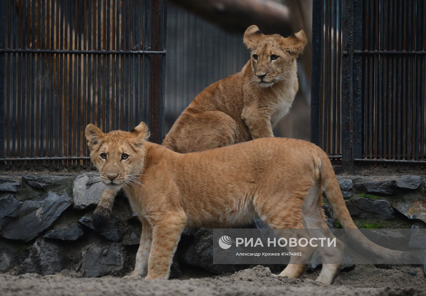 Хищники Новосибирского зоопарка