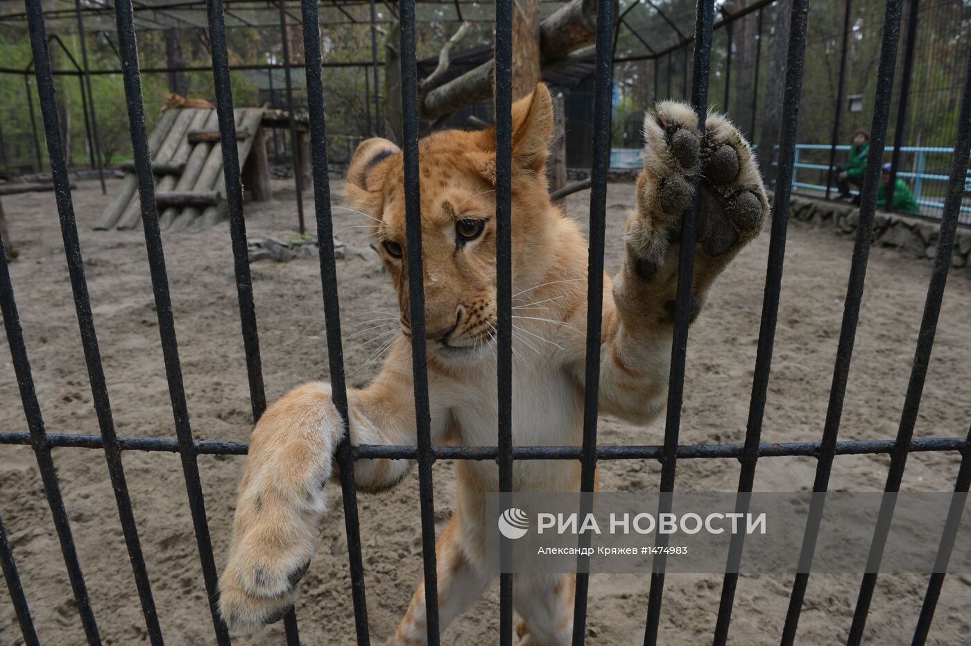 Хищники Новосибирского зоопарка