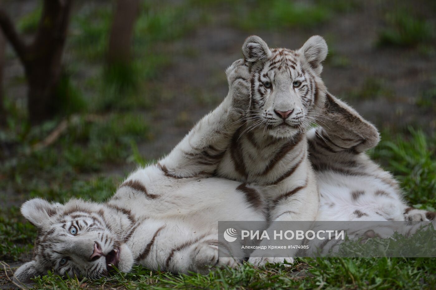 Хищники Новосибирского зоопарка