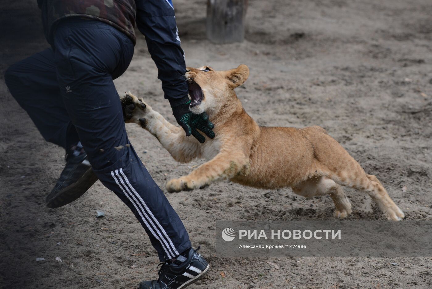 Хищники Новосибирского зоопарка