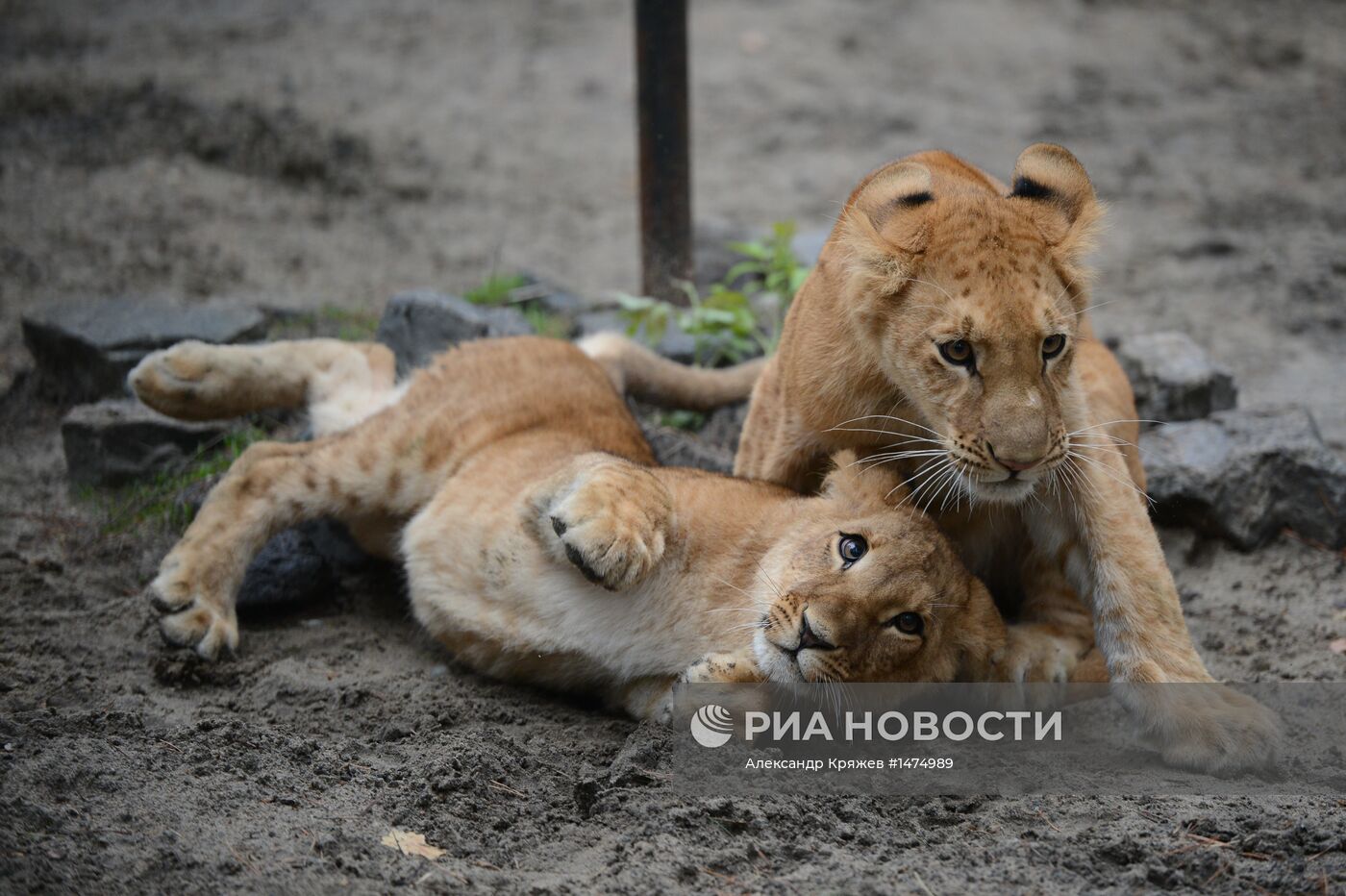 Хищники Новосибирского зоопарка