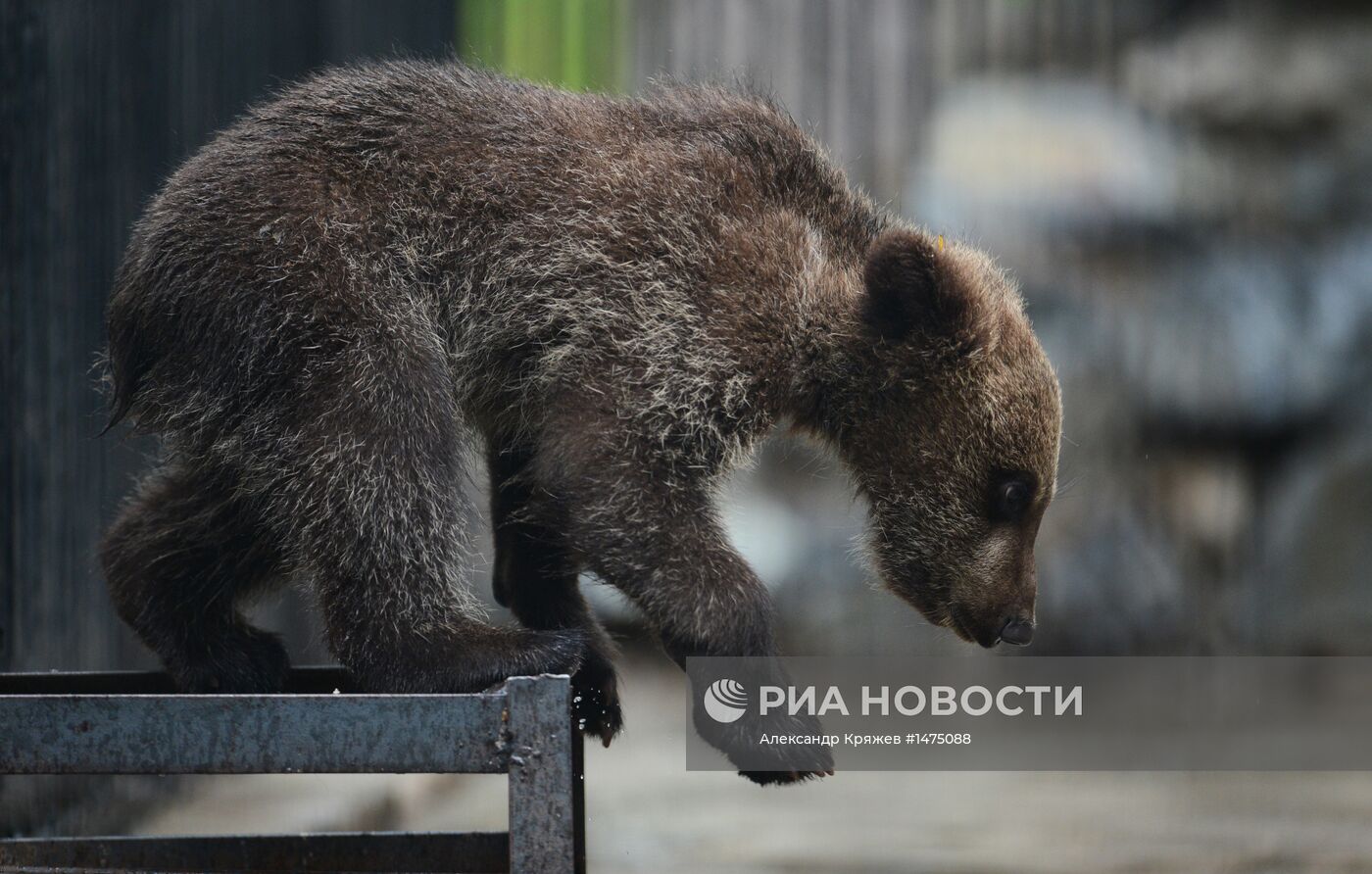 Хищники Новосибирского зоопарка