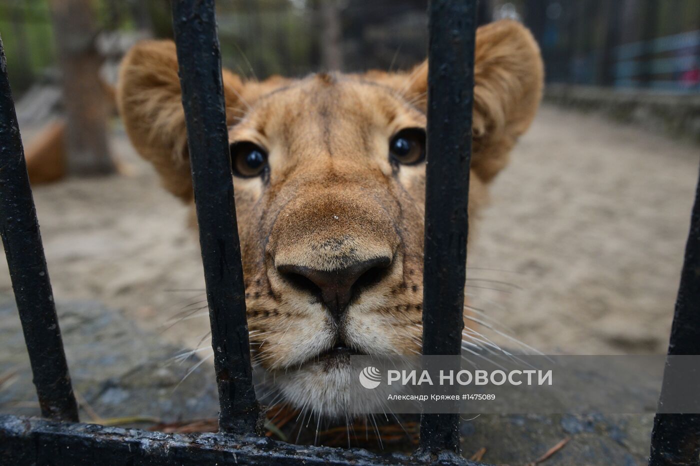 Хищники Новосибирского зоопарка