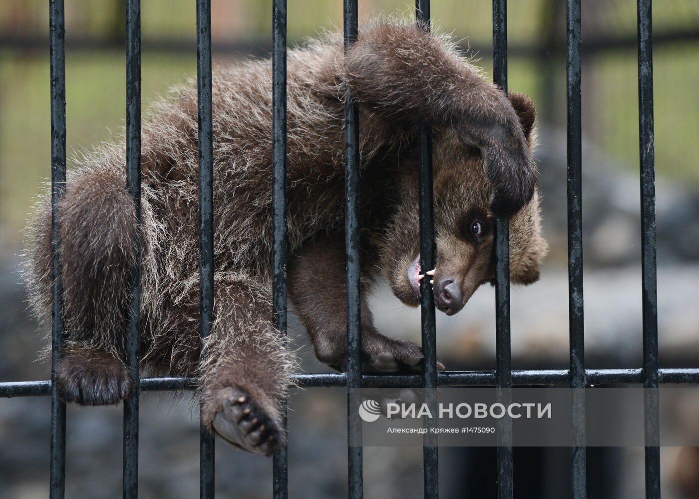 Хищники Новосибирского зоопарка