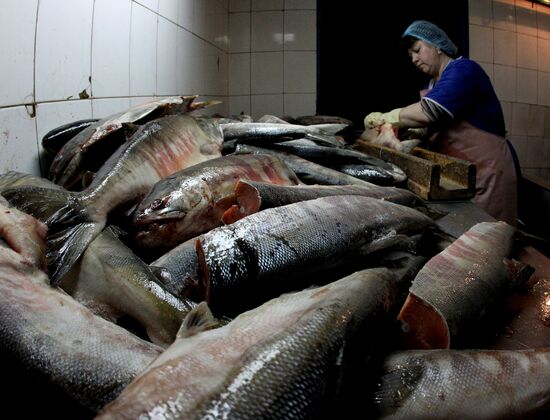 Производство копченой рыбы в Приморском крае