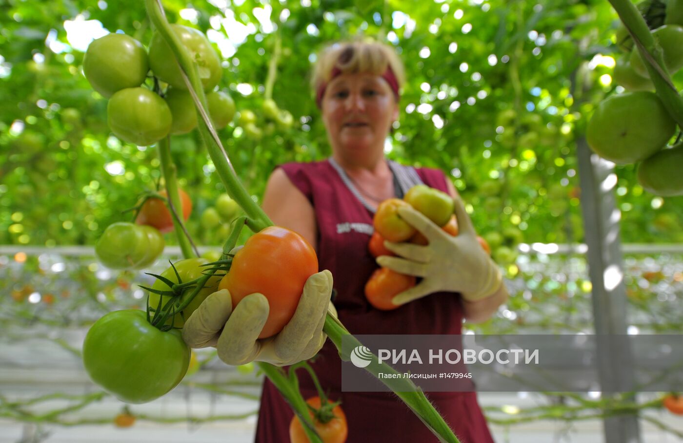 Выращивание овощей в теплицах