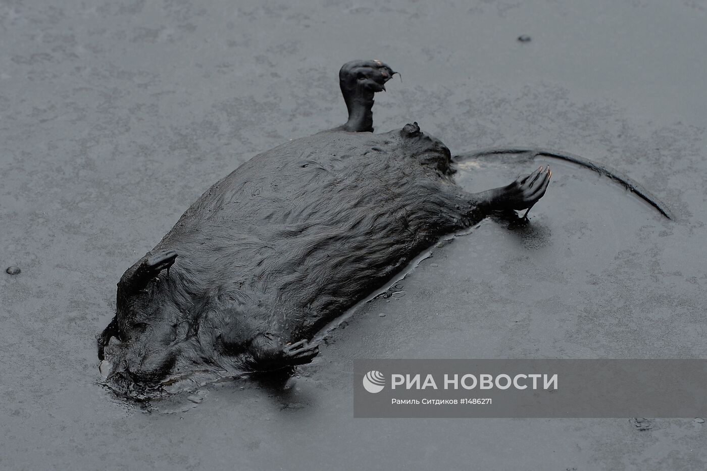 Разливы нефти на Мамонтовском месторождении в ХМАО