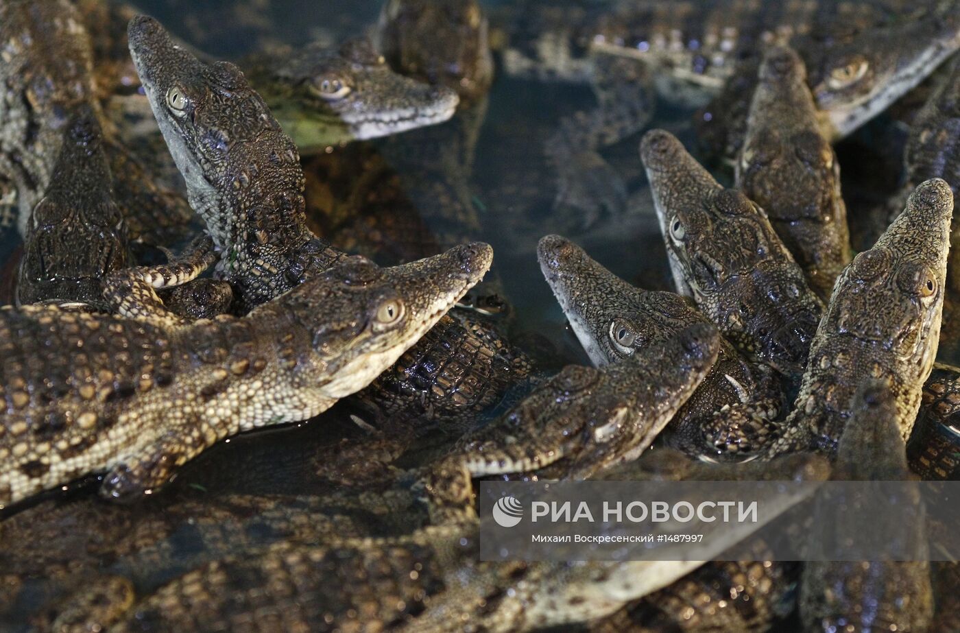 Открытие "Крокодиловой фермы" на ВВЦ в Москве