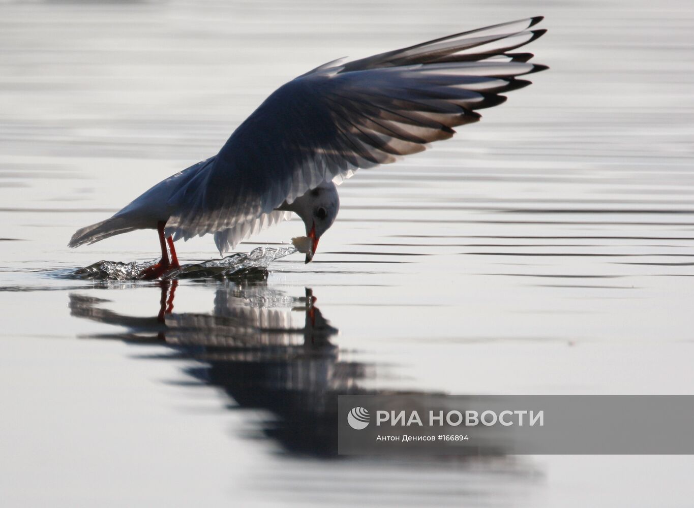 ЧАЙКИ