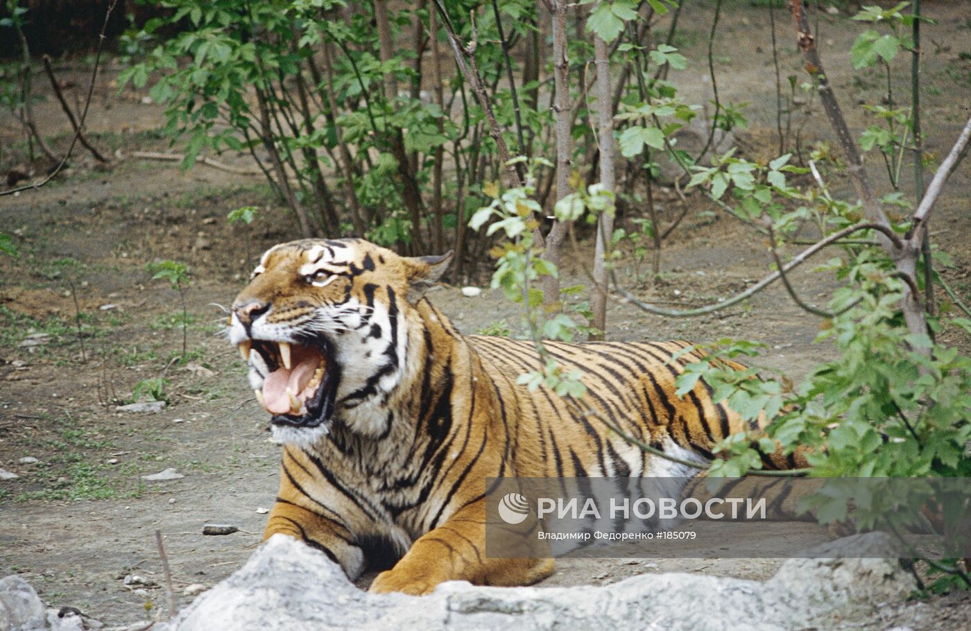 Амурский тигр в Московском зоопарке