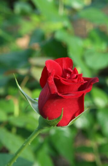 «Совхоз “Цветы Сибири”»