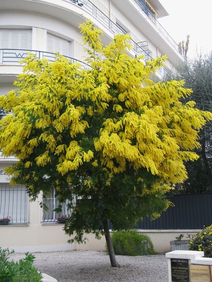 Средиземноморская мимоза