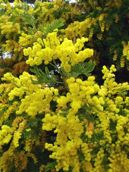 Средиземноморская мимоза