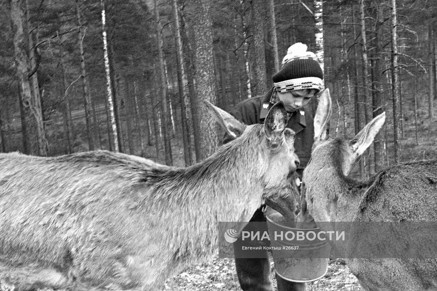 ОЛЕНИ ПОДКОРМКА ШКОЛЬНИК