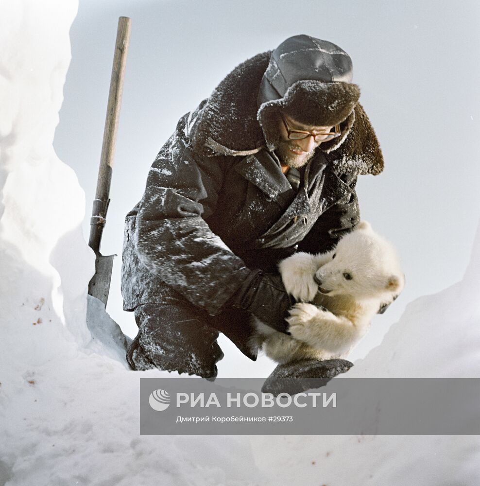 Сотрудник арктической станции держит медвежонка