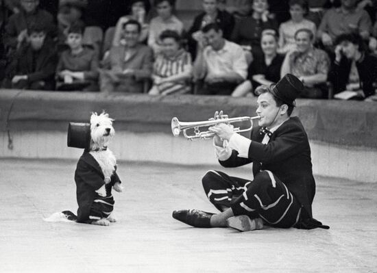 КЛОУН СОБАКА ЦИРК