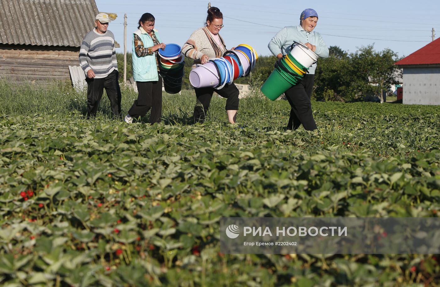 Сбор и заготовка клубники в деревне Дворец в Белоруссии