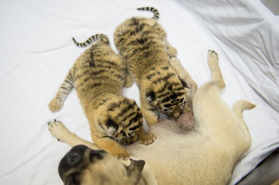 Собаки выкармливают тигрят, от которых отказалась мать