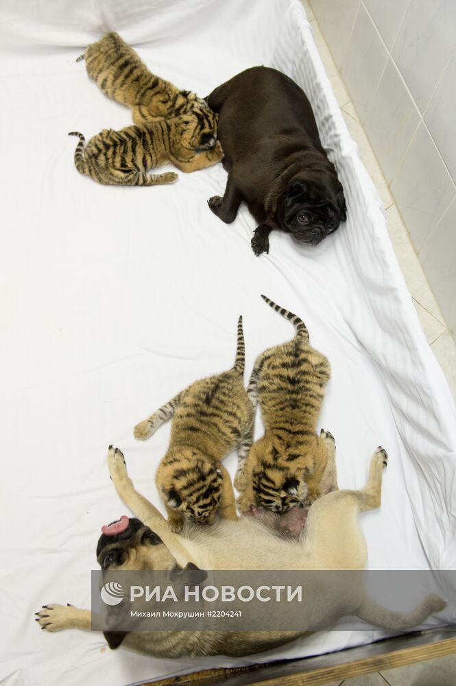 Собаки выкармливают тигрят, от которых отказалась мать