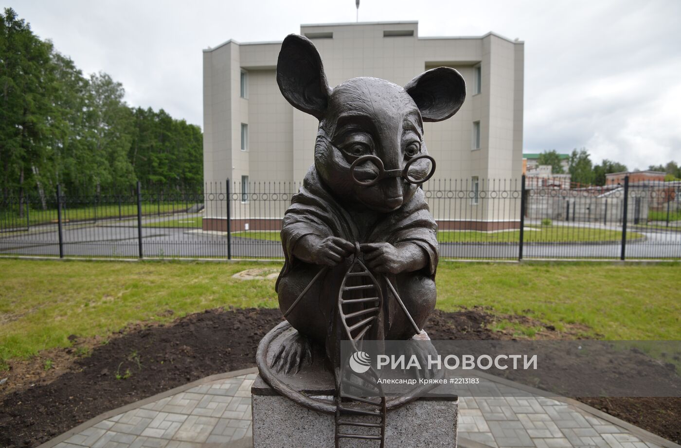 Сибирским Мышь 