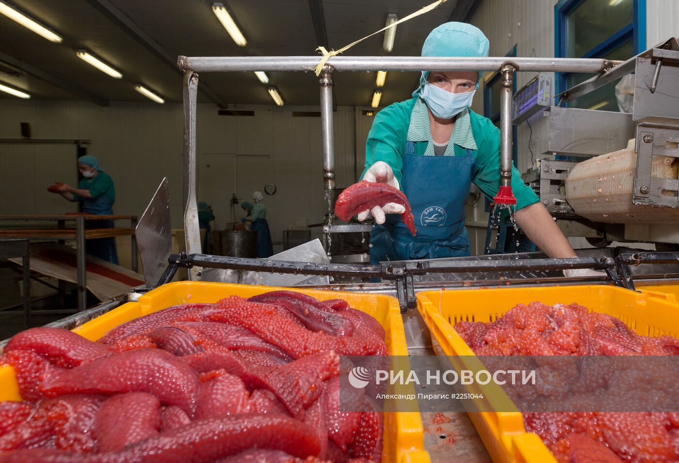 Производство икры в рыболовецком колхозе на Камчатке