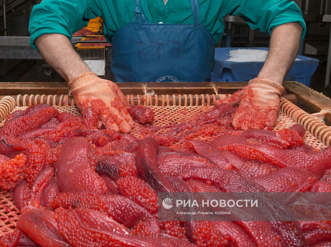 Производство икры в рыболовецком колхозе на Камчатке