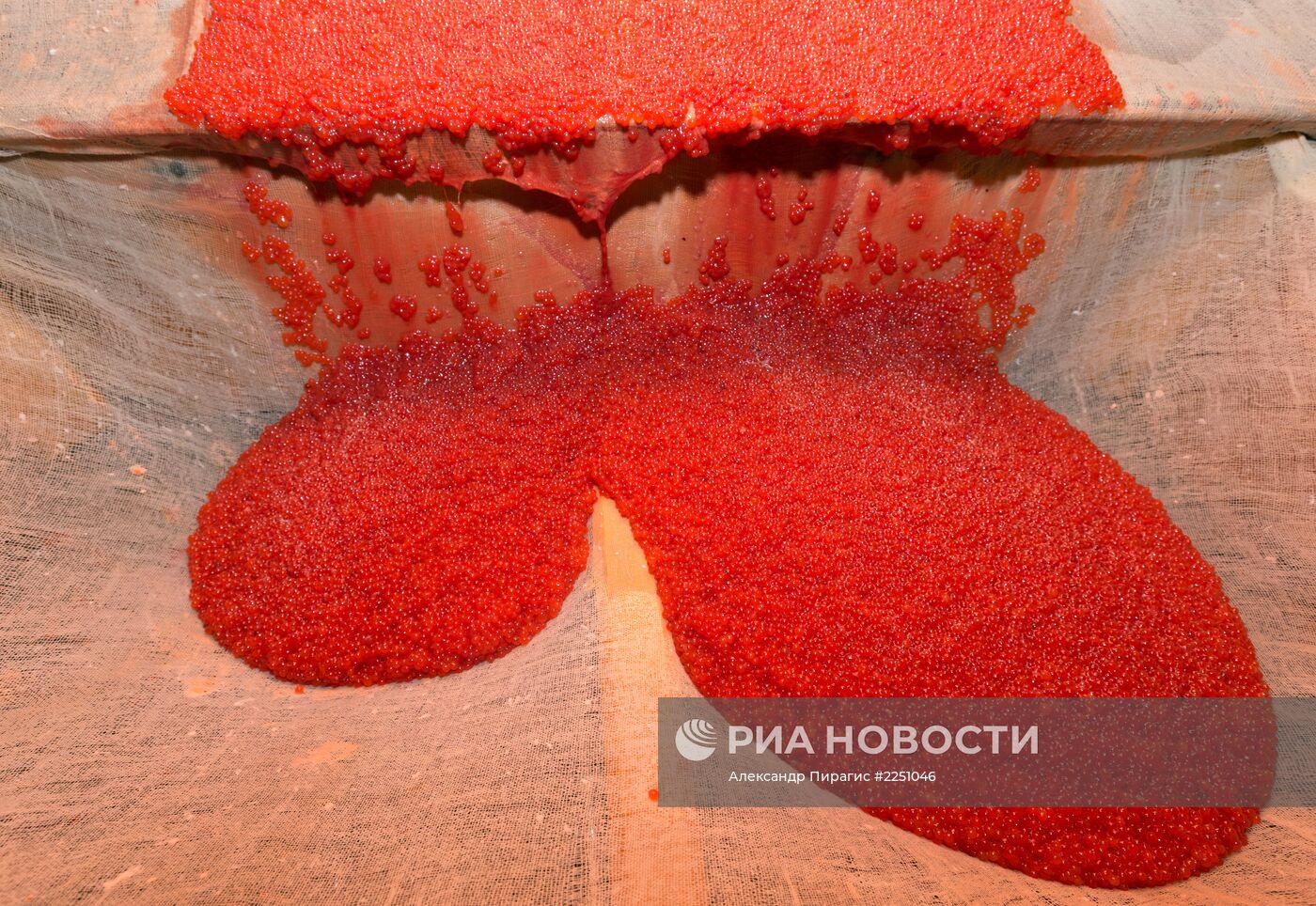 Производство икры в рыболовецком колхозе на Камчатке