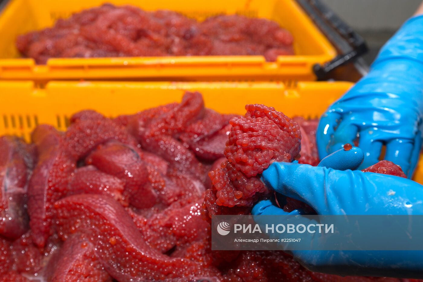Производство икры в рыболовецком колхозе на Камчатке