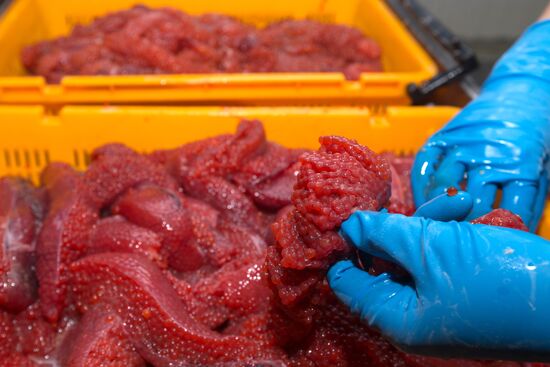 Производство икры в рыболовецком колхозе на Камчатке