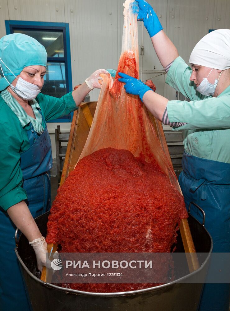 Производство икры в рыболовецком колхозе на Камчатке