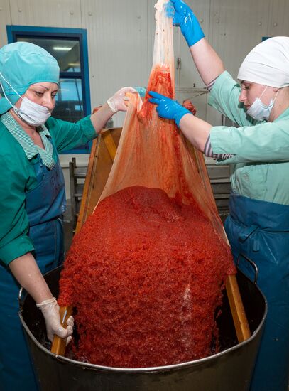 Производство икры в рыболовецком колхозе на Камчатке