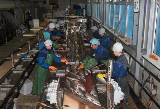 Производство рыболовецкого колхоза на Камчатке