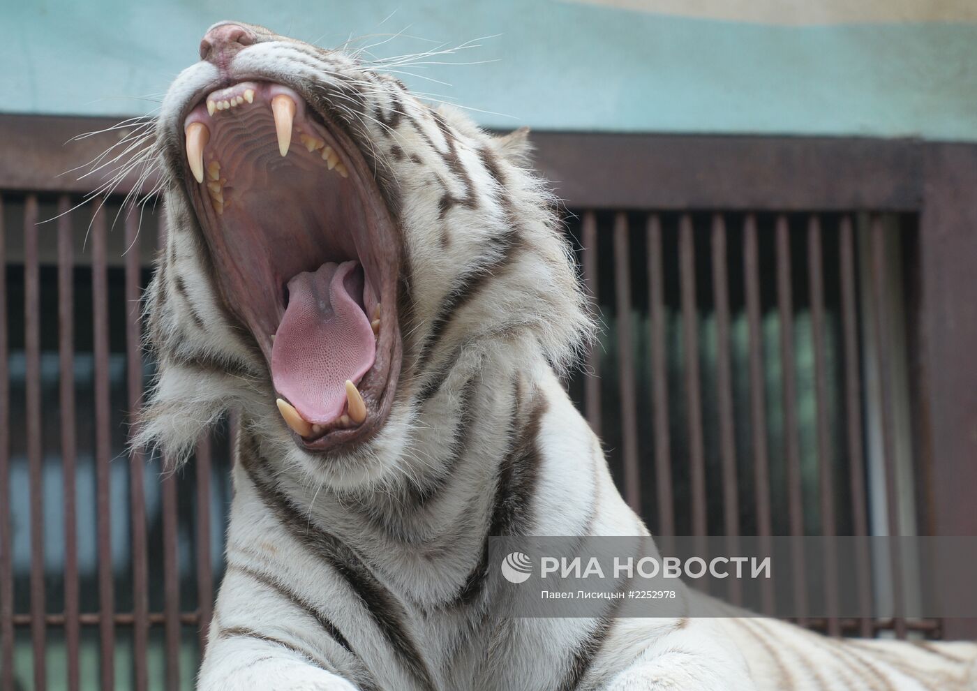 В зоопарке Екатеринбурга родились белые тигрята