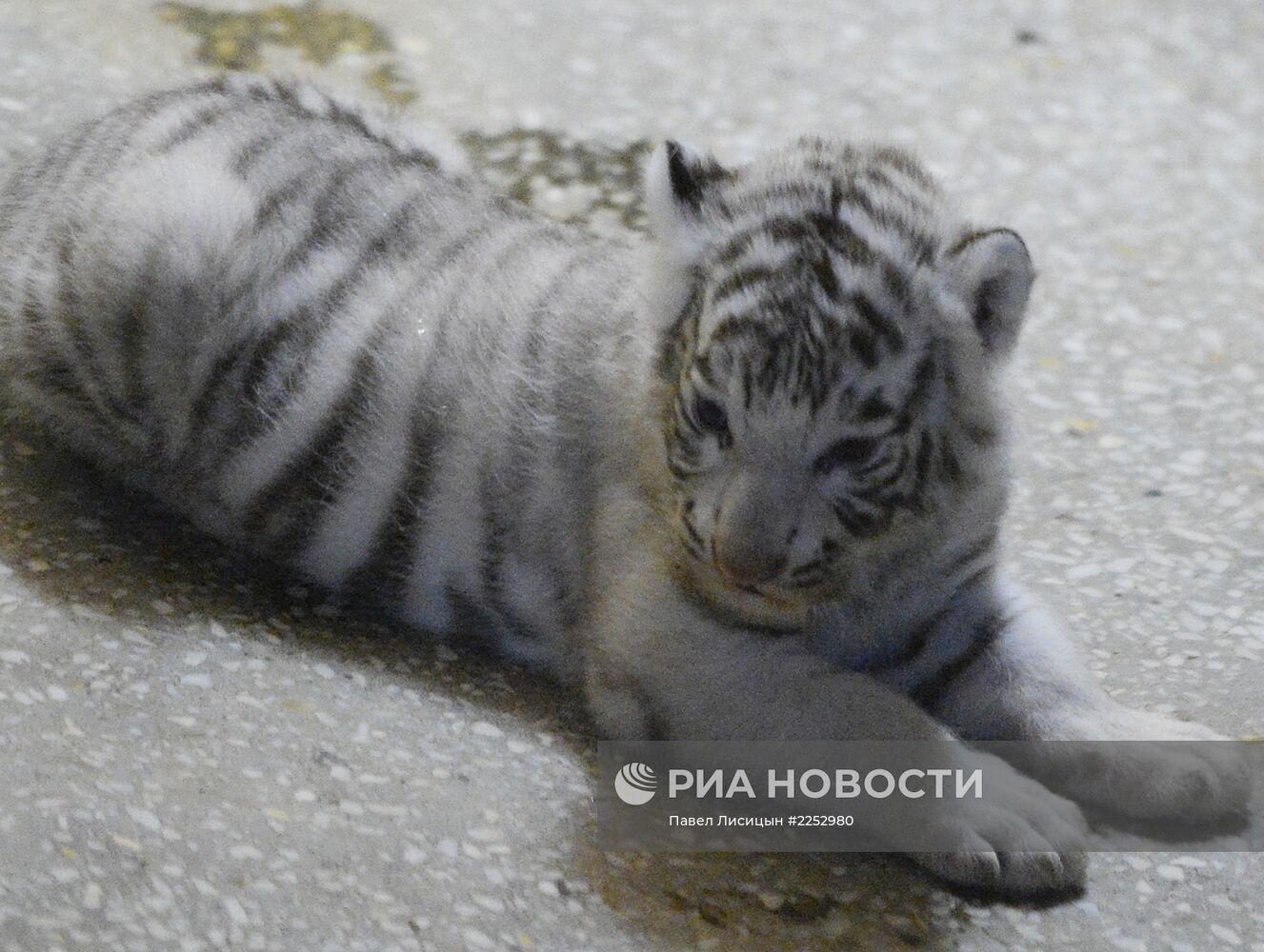 В зоопарке Екатеринбурга родились белые тигрята